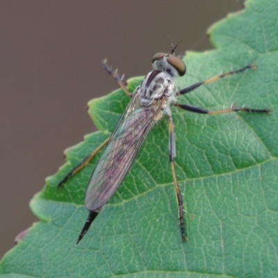Cerdistus sp. (genus) (Yellow Slender Robber Fly) at Pearce, ACT - 1 Jan 2021 by Shell