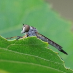 Cerdistus sp. (genus) at Pearce, ACT - 2 Jan 2021