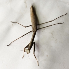 Archimantis sp. (genus) (Large Brown Mantis) at Hughes, ACT - 1 Jan 2021 by ruthkerruish