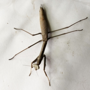 Archimantis sp. (genus) at Hughes, ACT - 2 Jan 2021