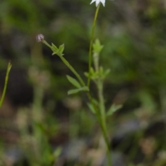 Actinotus minor (Lesser Flannel Flower) at Bundanoon - 1 Jan 2021 by Aussiegall