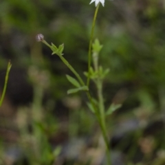 Actinotus minor (Lesser Flannel Flower) at Wingecarribee Local Government Area - 1 Jan 2021 by Aussiegall