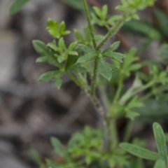 Actinotus minor at Bundanoon - 1 Jan 2021