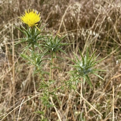 Carthamus lanatus (Saffron Thistle) at Coombs Ponds - 2 Jan 2021 by TinkaTutu