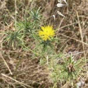 Carthamus lanatus at Coombs, ACT - 2 Jan 2021