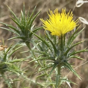 Carthamus lanatus at Coombs, ACT - 2 Jan 2021 09:10 AM