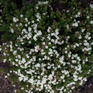 Asperula pusilla at Cotter River, ACT - 1 Jan 2021