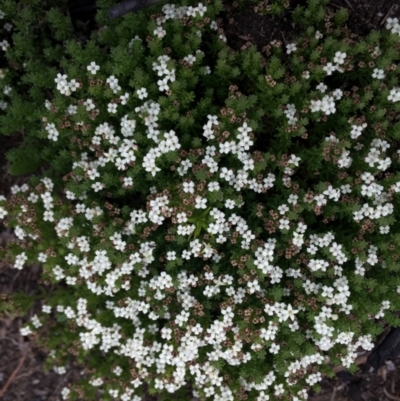 Asperula pusilla (Alpine Woodruff) at Namadgi National Park - 1 Jan 2021 by Jubeyjubes