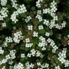 Asperula pusilla at Cotter River, ACT - 1 Jan 2021