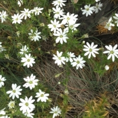 Stellaria pungens (Prickly Starwort) at Cotter River, ACT - 1 Jan 2021 by Jubeyjubes