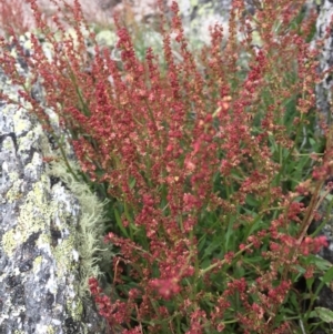 Rumex acetosella at Cotter River, ACT - 1 Jan 2021