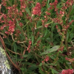 Rumex acetosella at Cotter River, ACT - 1 Jan 2021