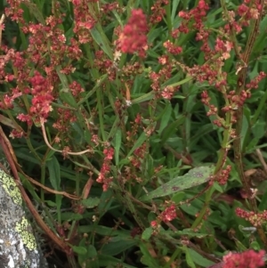 Rumex acetosella at Cotter River, ACT - 1 Jan 2021