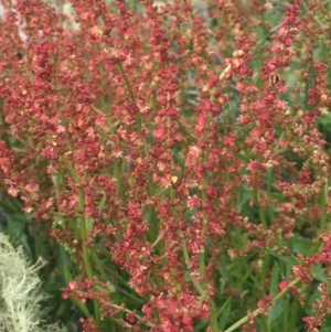 Rumex acetosella at Cotter River, ACT - 1 Jan 2021