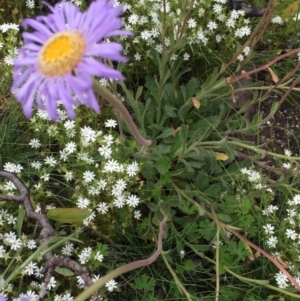 Brachyscome spathulata at Cotter River, ACT - 1 Jan 2021