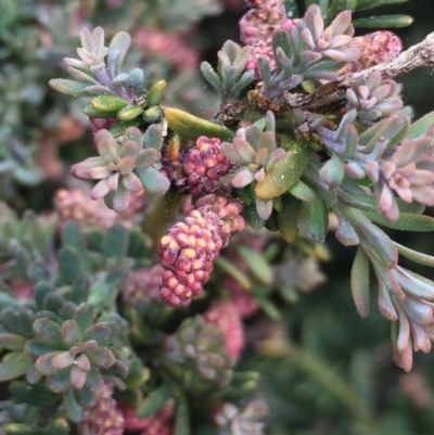 Podocarpus lawrencei (Mountain Plum Pine) at Bimberi Nature Reserve - 1 Jan 2021 by Jubeyjubes