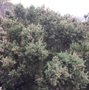 Podocarpus lawrencei at Cotter River, ACT - 1 Jan 2021 02:34 PM