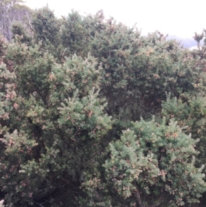 Podocarpus lawrencei at Cotter River, ACT - 1 Jan 2021