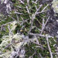 Melicytus (genus) (A tree violet) at Cotter River, ACT - 1 Jan 2021 by Jubeyjubes