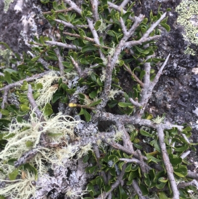 Melicytus (genus) (A tree violet) at Cotter River, ACT - 1 Jan 2021 by Jubeyjubes