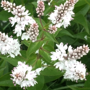 Veronica derwentiana at Cotter River, ACT - 1 Jan 2021