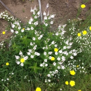 Veronica derwentiana at Cotter River, ACT - 1 Jan 2021