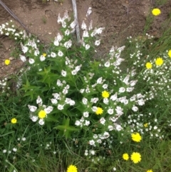 Veronica derwentiana at Cotter River, ACT - 1 Jan 2021