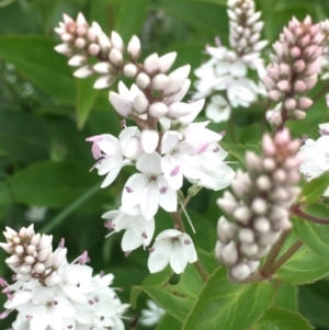 Veronica derwentiana at Cotter River, ACT - 1 Jan 2021