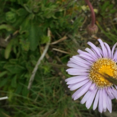 Brachyscome spathulata (Coarse Daisy, Spoon-leaved Daisy) at Cotter River, ACT - 1 Jan 2021 by Jubeyjubes