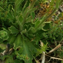 Brachyscome spathulata at Cotter River, ACT - 1 Jan 2021