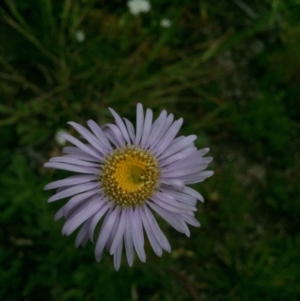 Brachyscome spathulata at Cotter River, ACT - 1 Jan 2021