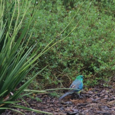 Psephotus haematonotus (Red-rumped Parrot) at Goulburn, NSW - 1 Jan 2021 by Rixon