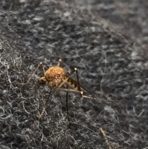 Culicidae (family) at Cotter River, ACT - 1 Jan 2021