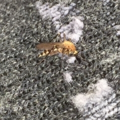 Culicidae (family) at Cotter River, ACT - 1 Jan 2021