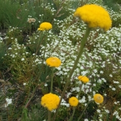 Craspedia sp. (Billy Buttons) at Cotter River, ACT - 1 Jan 2021 by Jubeyjubes