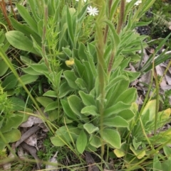 Craspedia sp. at Cotter River, ACT - 1 Jan 2021