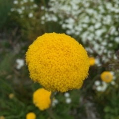 Craspedia sp. at Cotter River, ACT - suppressed