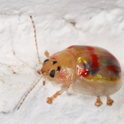 Paropsisterna annularis (A leaf beetle) at Melba, ACT - 17 Dec 2020 by kasiaaus