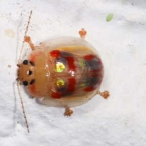 Paropsisterna annularis at Melba, ACT - 17 Dec 2020