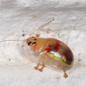 Paropsisterna annularis at Melba, ACT - 17 Dec 2020