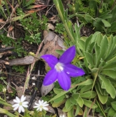 Wahlenbergia gloriosa (Royal Bluebell) at Namadgi National Park - 1 Jan 2021 by Jubeyjubes