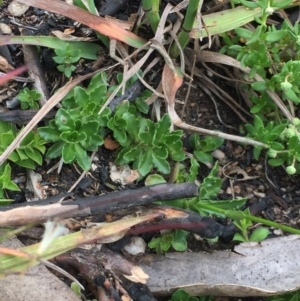 Wahlenbergia gloriosa at Cotter River, ACT - 1 Jan 2021