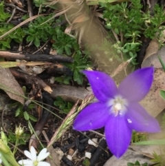 Wahlenbergia gloriosa at Cotter River, ACT - 1 Jan 2021