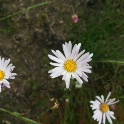 Brachyscome aculeata (Hill Daisy) at Cotter River, ACT - 1 Jan 2021 by Jubeyjubes