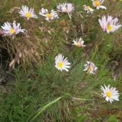 Brachyscome aculeata at Cotter River, ACT - 1 Jan 2021 01:42 PM