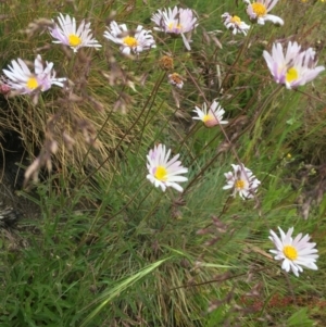 Brachyscome aculeata at Cotter River, ACT - 1 Jan 2021