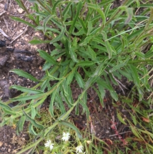 Brachyscome aculeata at Cotter River, ACT - 1 Jan 2021 01:42 PM