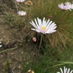 Brachyscome aculeata at Cotter River, ACT - 1 Jan 2021