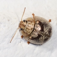 Paropsisterna laesa species complex (Laesa leaf beetle) at Melba, ACT - 17 Dec 2020 by kasiaaus