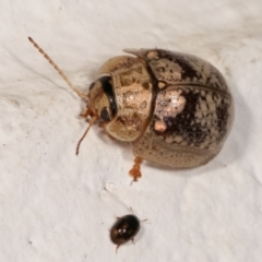 Paropsisterna laesa species complex at Melba, ACT - 17 Dec 2020